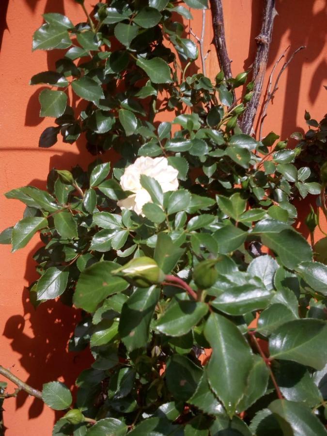 B&B Antica Corte Lombarda Mortara Esterno foto